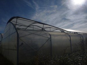 Les serres se sont coincées à cause des rafales de vent : besoin d'un coup de main!