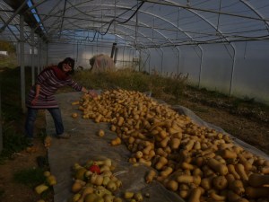 Aline et la récolte de butternuts ! 
