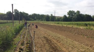 Désherbage des carottes naissantes