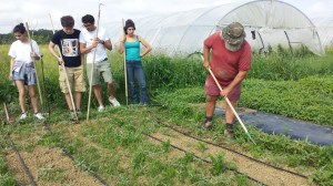 Formation au binage à la binette