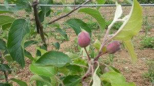 Apparition des fruits